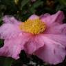 Fotografia 8 da espécie Camellia sasanqua do Jardim Botânico UTAD