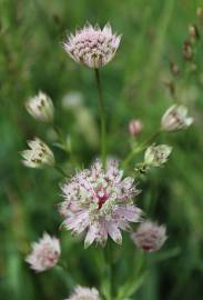 Fotografia da espécie Astrantia major