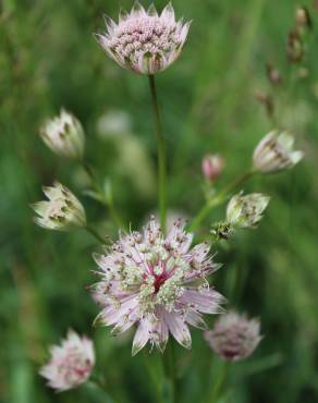 Fotografia 1 da espécie Astrantia major no Jardim Botânico UTAD