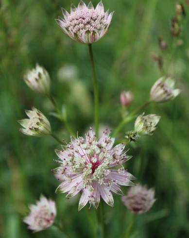 Fotografia de capa Astrantia major - do Jardim Botânico