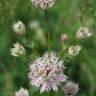 Fotografia 1 da espécie Astrantia major do Jardim Botânico UTAD