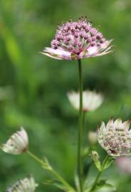 Fotografia da espécie Astrantia major