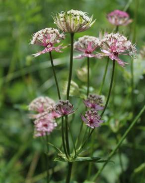 Fotografia 3 da espécie Astrantia major no Jardim Botânico UTAD