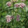 Fotografia 3 da espécie Astrantia major do Jardim Botânico UTAD