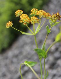 Fotografia da espécie Bupleurum falcatum