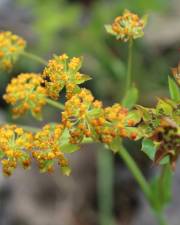 Fotografia da espécie Bupleurum falcatum