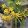 Fotografia 1 da espécie Bupleurum falcatum do Jardim Botânico UTAD