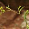 Fotografia 4 da espécie Bupleurum falcatum do Jardim Botânico UTAD