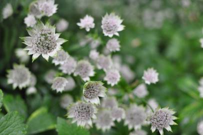 Fotografia da espécie Astrantia major