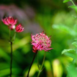 Fotografia da espécie Astrantia major