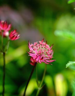 Fotografia 6 da espécie Astrantia major no Jardim Botânico UTAD