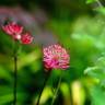 Fotografia 6 da espécie Astrantia major do Jardim Botânico UTAD