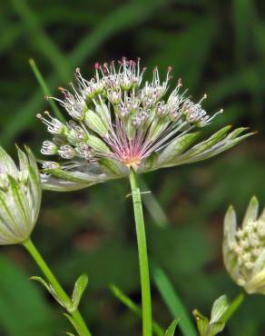 Fotografia 7 da espécie Astrantia major no Jardim Botânico UTAD