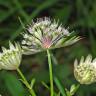 Fotografia 7 da espécie Astrantia major do Jardim Botânico UTAD