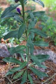 Fotografia da espécie Echium vulgare subesp. vulgare