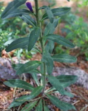 Fotografia 3 da espécie Echium vulgare subesp. vulgare no Jardim Botânico UTAD