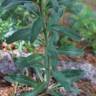Fotografia 3 da espécie Echium vulgare subesp. vulgare do Jardim Botânico UTAD