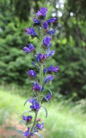 Fotografia da espécie Echium vulgare subesp. vulgare