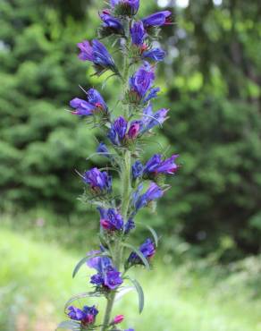 Fotografia 4 da espécie Echium vulgare subesp. vulgare no Jardim Botânico UTAD