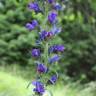 Fotografia 4 da espécie Echium vulgare subesp. vulgare do Jardim Botânico UTAD