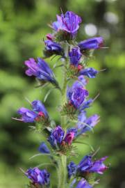 Fotografia da espécie Echium vulgare subesp. vulgare