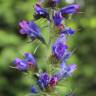 Fotografia 5 da espécie Echium vulgare subesp. vulgare do Jardim Botânico UTAD