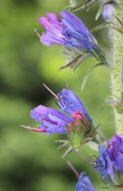 Fotografia da espécie Echium vulgare subesp. vulgare