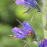 Fotografia 6 da espécie Echium vulgare subesp. vulgare do Jardim Botânico UTAD