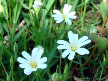 Fotografia da espécie Stellaria graminea