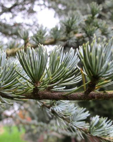 Fotografia de capa Cedrus atlantica var. Glauca - do Jardim Botânico