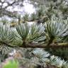 Fotografia 1 da espécie Cedrus atlantica var. Glauca do Jardim Botânico UTAD