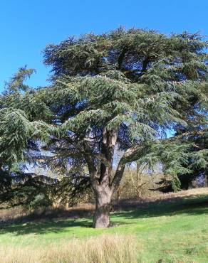 Fotografia 3 da espécie Cedrus atlantica var. Glauca no Jardim Botânico UTAD