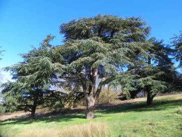 Fotografia da espécie Cedrus atlantica var. Glauca