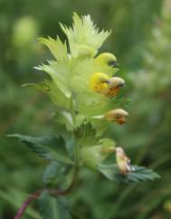 Rhinanthus burnatii