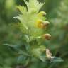 Fotografia 1 da espécie Rhinanthus burnatii do Jardim Botânico UTAD