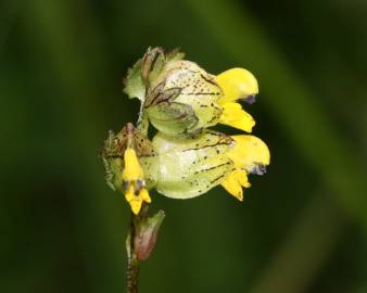 Fotografia da espécie Rhinanthus minor