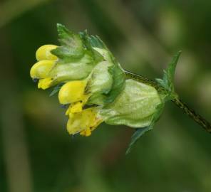 Fotografia da espécie Rhinanthus minor