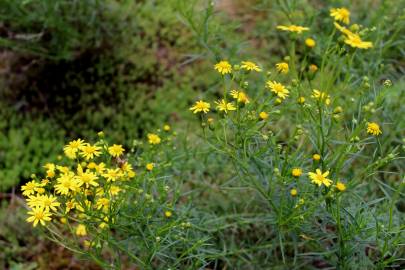 Fotografia da espécie Senecio inaequidens