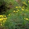 Fotografia 3 da espécie Senecio inaequidens do Jardim Botânico UTAD