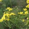 Fotografia 5 da espécie Senecio inaequidens do Jardim Botânico UTAD