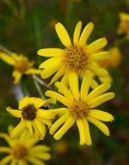 Senecio inaequidens