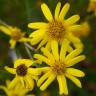 Fotografia 1 da espécie Senecio inaequidens do Jardim Botânico UTAD