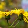 Fotografia 7 da espécie Senecio inaequidens do Jardim Botânico UTAD