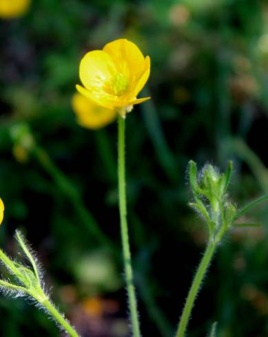 Fotografia de capa Ranunculus nemorosus - do Jardim Botânico