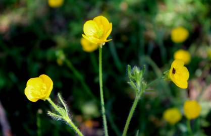 Fotografia da espécie Ranunculus nemorosus