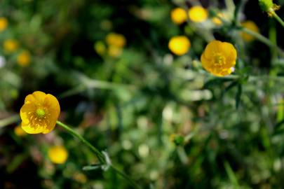 Fotografia da espécie Ranunculus nemorosus