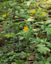 Fotografia da espécie Ranunculus nemorosus