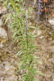 Fotografia da espécie Anarrhinum bellidifolium