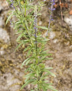 Fotografia 6 da espécie Anarrhinum bellidifolium no Jardim Botânico UTAD