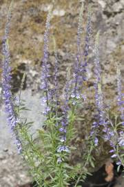 Fotografia da espécie Anarrhinum bellidifolium